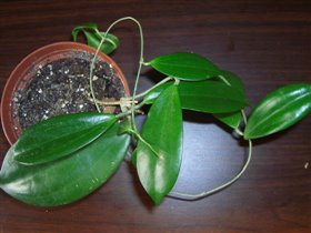 Hoya neoebudica 