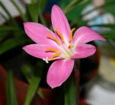 Зефирантес крупноцветковый (март)