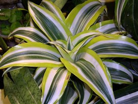 Dracaena 'White Surprise'.