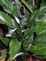 Spathiphyllum 'Domino'.