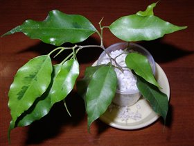 Ficus benjamina 'Golden Monique'