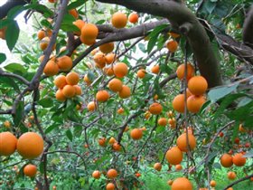 Апельсиновый сад