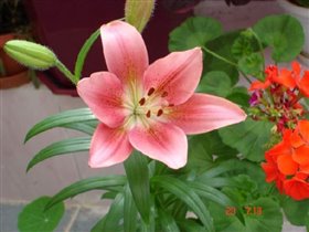 Лилия восточная зацветает