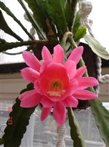 Эпифиллюм зацвел