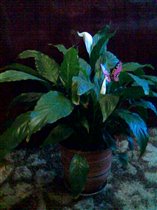 Спатифиллюм