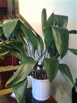 Аспидистра