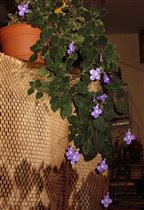 стрептокарпелла