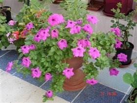 Петуния 'Водопад'