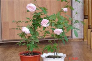 Комнатные розы