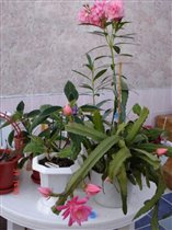 Эпифиллюм и олеандр