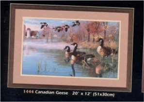 1444 canadian geese
