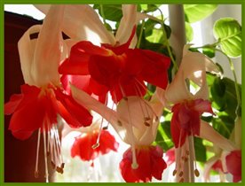 Белла Розелла