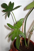 Philodendron Laciniatum.