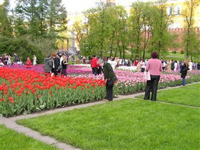 Тюльпаны в Александровском саду