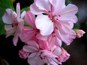 Пеларгония полумахровая розовая