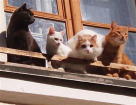 Котики на окне