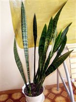 Сансевиерия