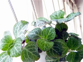 Плектрантус Эртендаля