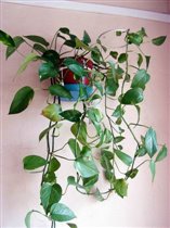 Сциндапсус