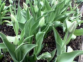 Нераскрывшиеся бутоны