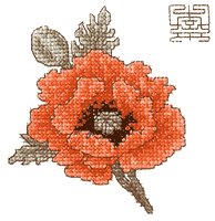 oriental poppy