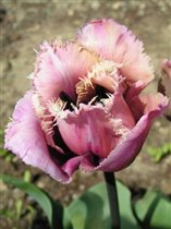 Tulip, Blue Herron