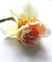 Daffodil, Replete