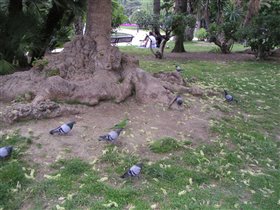 Попугаи среди голубей