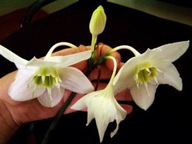 Цветущий Эухарис