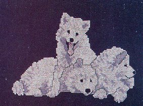 Samoyed Puppies