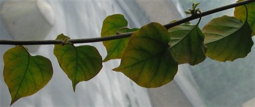 Более молодые листья с желтизной