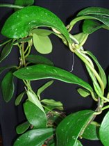 Hoya Gonoloboides