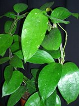 Hoya Purpurea fusca ?