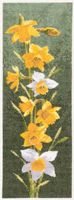 PM4-JCDF469_Daffodils