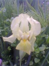 бледно-жёлтый с белым_низкий