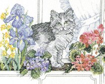 Vermillion Cat in the Window