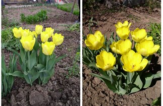 Тюльпаны 'Candela' (Фостера) желтые