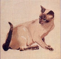 Siamese Cat