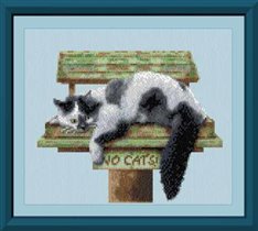 No Cats