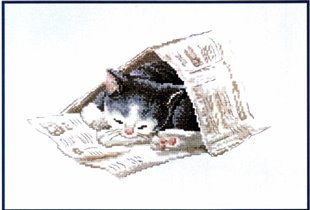Newspaper Cat