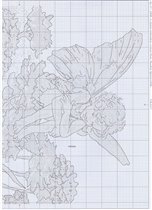 Candytuft fairy sch1