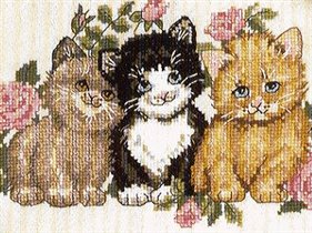 Kitten Trio