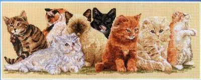 Janlynn Kittens in a Row