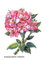 12895 Rhododendron Hybridum