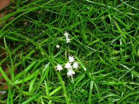 Цветущий аспарагус