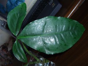 Syngonium macrophyllum (Сингониум крупнолистный) или Syngonium auritum (Сингониум ушковидный)... http://aroid.narod.ru/catalog/syngonium.html 