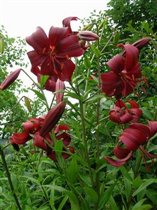 Лилия люстра