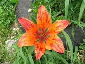 Оранжевая тигровая