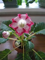 Тигрина ред