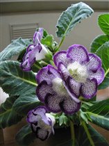 Тигрина блу